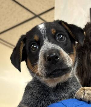 Violet -  Australian Cattle Dog Blue Heeler Dog for Adoption in San Jose, California - Violet | PetCurious
