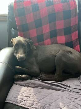 Labrador Retriever and Pointer Dogs Available for Adoption - Duke | PetCurious