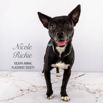 Chihuahua and Dachshund Dogs Available for Adoption - Nicole Richie | PetCurious