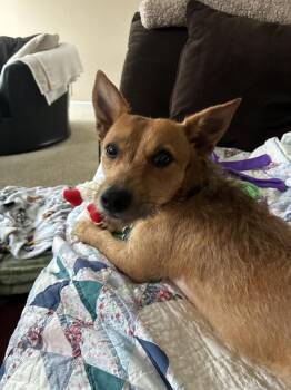 Terrier Dogs Available for Adoption in New Albany, Ohio - Timone | PetCurious