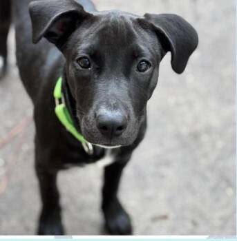 Persephoni -  Retriever Dog for Adoption in Pawleys Island, South Carolina - Persephoni | PetCurious