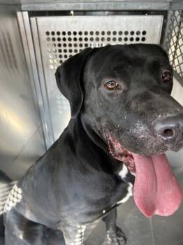 Rescue Mixed Breed Dogs for Adoption in Fort Worth, Texas - 59818074 | PetCurious