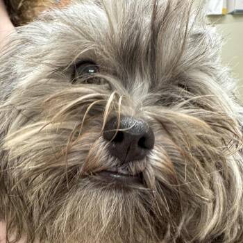 Louie -  Shih Tzu Dog for Adoption in Pekin, Illinois - Louie | PetCurious