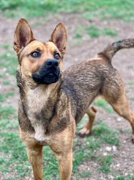 Shepherd and Terrier Dogs Available for Adoption in Canyon Lake, Texas - Murphy | PetCurious