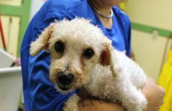 Cookie -  Poodle and Mixed Breed Dog for Adoption in Picayune, Mississippi - Cookie | PetCurious