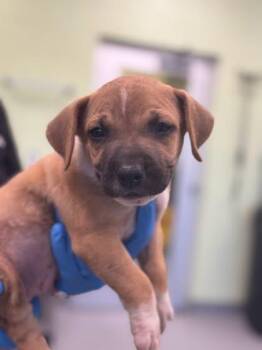 Voss -  Pit Bull Terrier and Mixed Breed Dog for Adoption in Kansas City, Missouri - Voss | PetCurious