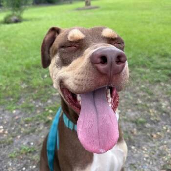 Ansel -  Mixed Breed Dog for Adoption in Sarasota, Florida - Ansel | PetCurious