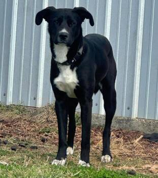 Black Labrador Retriever Dogs Available for Adoption - Bruno | PetCurious