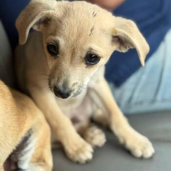 Mixed Breed Dogs Available for Adoption in Westhampton, New York - Yote | PetCurious