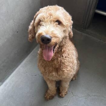 Kodak A2294701 -  Standard Poodle and Golden Retriever Dog for Adoption in Los Angeles, California - Kodak A2294701 | PetCurious