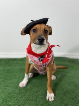 Kim-One of our Amazing Rescue Dogs -  Jack Russell Terrier and Labrador Retriever Dog for Adoption in Carlsbad, California - Kim-One Of Our Amazing Rescue Dogs | PetCurious