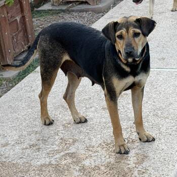 Zuri -  Labrador Retriever and German Shepherd Dog Dog for Adoption in Gilbert, Arizona - Zuri | PetCurious