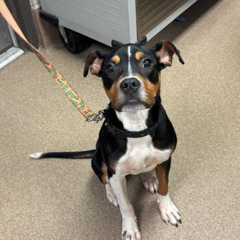 Smores -  Doberman Pinscher and Mixed Breed Dog for Adoption in Hinesville, Georgia - Smores | PetCurious