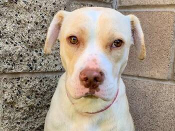 SAVE ME PLEASE Chelsea - IDA554509 -  Pit Bull Terrier Dog for Adoption in San Marcos, California - SAVE ME PLEASE Chelsea - IDA554509 | PetCurious