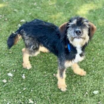 Standard Poodle Dogs Available for Adoption in Red Bluff, California - Bernie | PetCurious