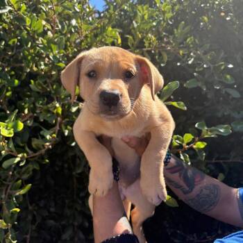 Nutmeg -  Labrador Retriever and Mixed Breed Dog for Adoption in Goleta, California - Nutmeg | PetCurious