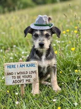 West Highland White Terrier Westie Dogs Available for Adoption in Olympia, Washington - Karl | PetCurious