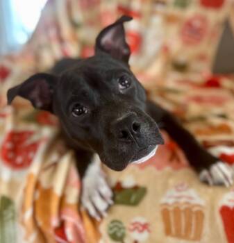 Panda -  Boxer Dog Available for Adoption in Hudson, New York - Panda | PetCurious
