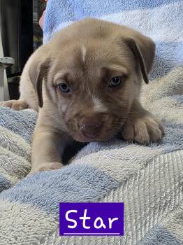 Star -  Dutch Shepherd Dog for Adoption in Walthill, Nebraska - Star | PetCurious
