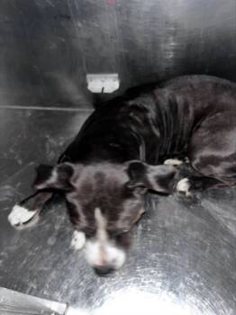 Rescue Mixed Breed Dogs for Adoption in Dallas, Texas - MILKY WAY | PetCurious