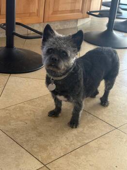 Buddy -  Shih Tzu and Miniature Poodle Dog for Adoption in Sonora, California - Buddy | PetCurious