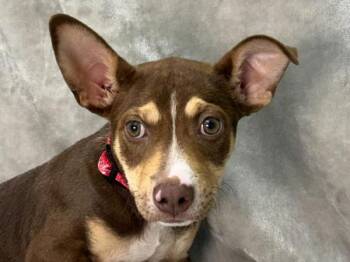 Cinnabon -  Terrier Dog for Adoption in Portland, Oregon - Cinnabon | PetCurious
