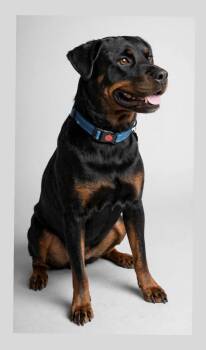 CORA -  Rottweiler Dog for Adoption in Houston, Texas - CORA | PetCurious