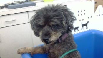 FRECKLES OSTER -  Mixed Breed Dog for Adoption in Dallas, Texas - FRECKLES OSTER | PetCurious