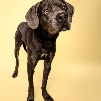 Cane Corso and Weimaraner Dogs Available for Adoption in Oak Ridge North, Texas - Smokey | PetCurious
