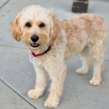 Mabel -  Miniature Poodle and Mixed Breed Dog for Adoption in Mead, Colorado - Mabel | PetCurious