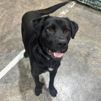 Clover -  Labrador Retriever Dog for Adoption in Austin, Arkansas - Clover | PetCurious