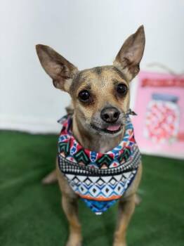 Finnick-One of our Amazing Rescue Dogs -  Chihuahua and Mixed Breed Dog for Adoption in Carlsbad, California - Finnick-One Of Our Amazing Rescue Dogs | PetCurious