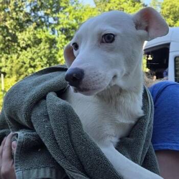 Peyton -  Mixed Breed Dog for Adoption in Voorhees Township, New Jersey - Peyton | PetCurious