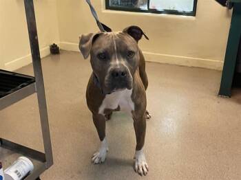 Rescue Pit Bull Terrier Dogs for Adoption in Pasadena, California - A525055 | PetCurious