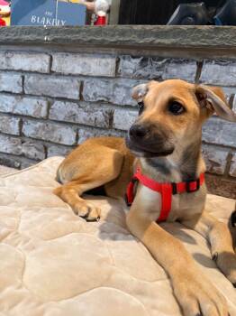 Willow -  Shepherd Dog for Adoption in Riverdale, New Jersey - Willow | PetCurious