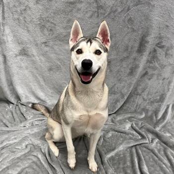 Shiloh -  Husky Dog for Adoption in Pleasantville, New Jersey - Shiloh | PetCurious