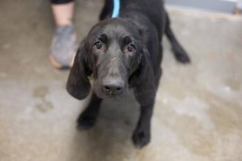 Cocoa -  Bloodhound and Black Labrador Retriever Dog for Adoption in Mountain Home, Arkansas - Cocoa | PetCurious