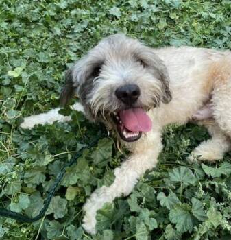 Dart -  Cocker Spaniel and Poodle Dog for Adoption in Polson, Montana - Dart | PetCurious