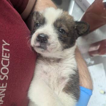 Kelsie -  Shepherd Dog for Adoption in Parrish, Alabama - Kelsie | PetCurious