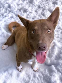Mixed Breed Dogs Available for Adoption - OLIVIA | PetCurious