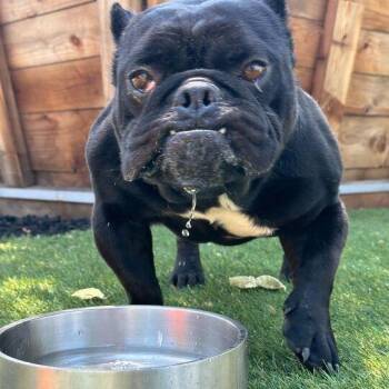 English Bulldog Dogs Available for Adoption in Turlock, California - Rocket | PetCurious
