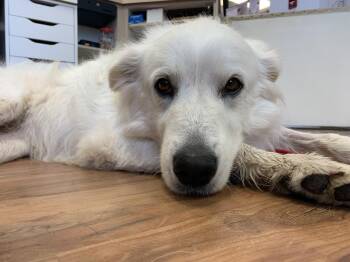 Puff -  Great Pyrenees Dog for Adoption in Grass Valley, California - Puff | PetCurious