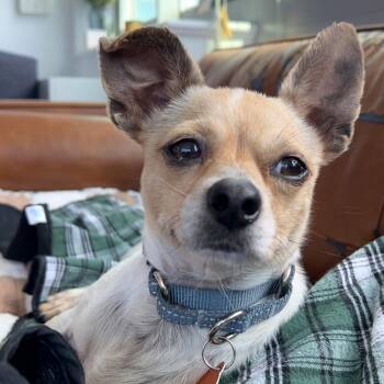 Chihuahua Dogs Available for Adoption - Pete | PetCurious