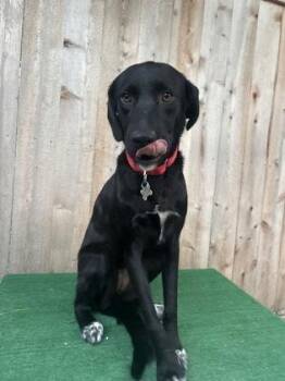 Maribel -  Labrador Retriever and Mixed Breed Dog for Adoption in Burlington, Wisconsin - Maribel | PetCurious