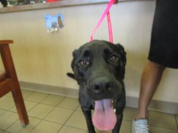 Rescue Labrador Retriever Dogs for Adoption in Ocala, Florida - ARROW | PetCurious