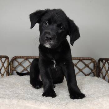 Sway -  Black Labrador Retriever Dog for Adoption in Fort Wayne, Indiana - Sway | PetCurious