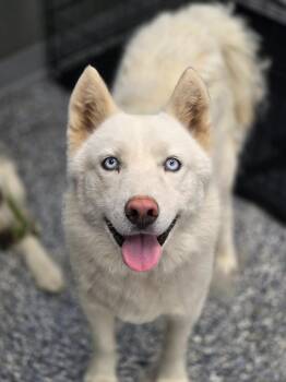 Casper -  Husky Dog for Adoption in Carthage, Missouri - Casper | PetCurious