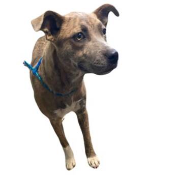 Autumn -  Pit Bull Terrier Dog for Adoption in Red Bluff, California - Autumn | PetCurious