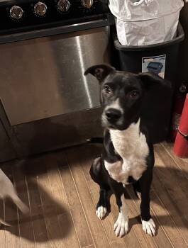 Rescue Australian Kelpie Dogs for Adoption in Spring, Texas - Wags | PetCurious