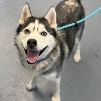 Siberian Husky Dogs Available for Adoption in Sarasota, Florida - Blue | PetCurious